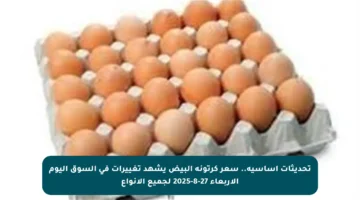 تحديثات أساسية.. سعر كرتونة البيض يشهد تغييرات في السوق اليوم الأربعاء 27-8-2025 لجميع الأنواع